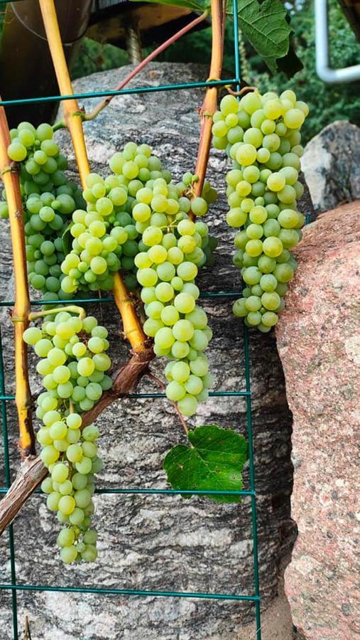 Agrowinnica Borzytuchom Ngoại thất bức ảnh
